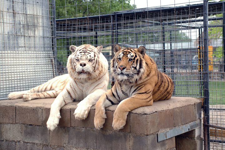 Two tigers sit on a concrete slab. 